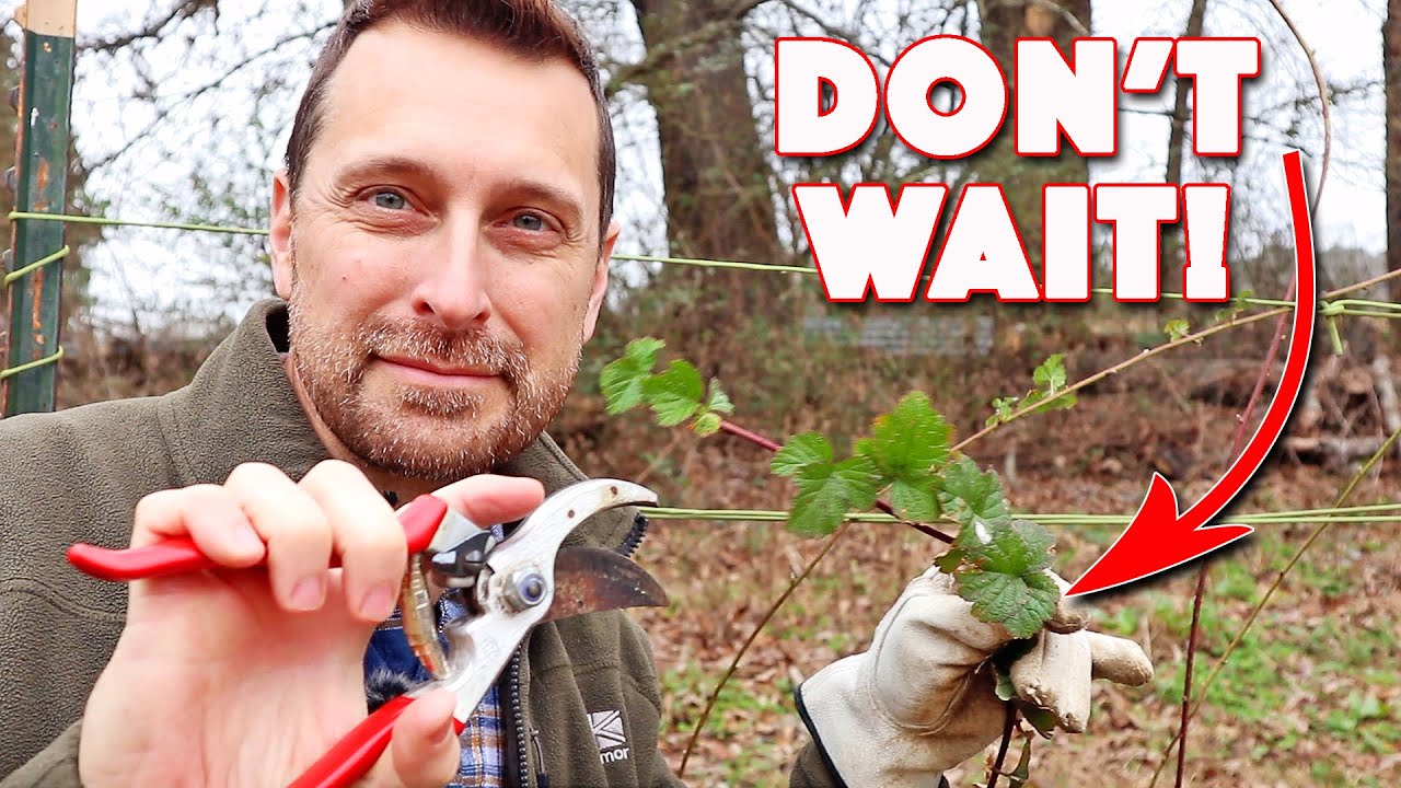 Prune Your Raspberries Now Or THIS Will Happen! Tutorial - YouTube