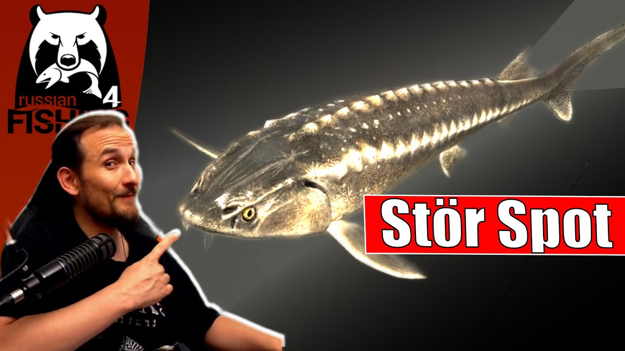 Russian Fishing 4 - Achtuba - Russischer Stör Spot - YouTube