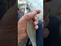 Peixe campineiro
