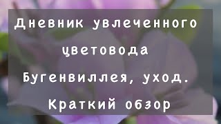 Бугенвиллея. Уход за бугенвиллией: полив, подкормка, обрезка.