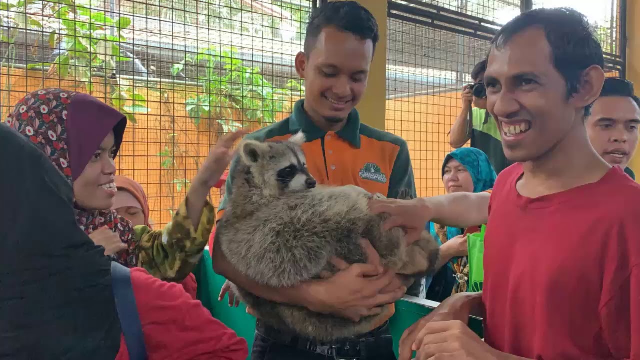 raccoon animal Special Visitation by our Special Friends from PDK