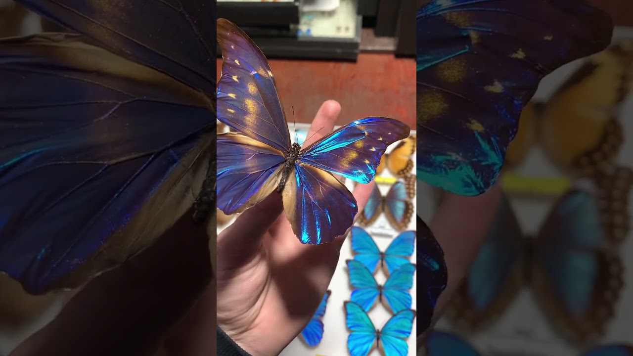 Did you know that blue color is in the nature the rarest color? 