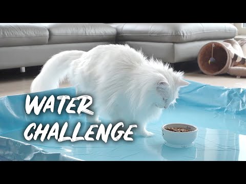Cat Water Challenge | Norwegian forest cat
