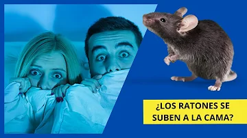 ¿Las ratas se meten en las camas?