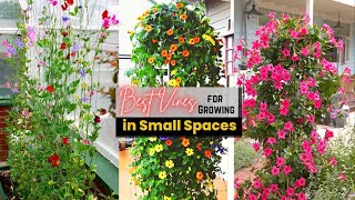 Best Vines for Growing in Small Spaces | Climbing Plants