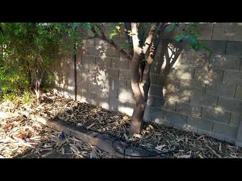 The one fruit tree every yard in Phoenix should have