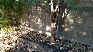 The one fruit tree every yard in Phoenix should have