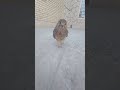 مردی که زنش میخواد با خواهرش رابطه سه نفره انجام بدن ولی مردی که زنش میخواد با خواهرش رابطه سه نفره انجام بدن ولی
