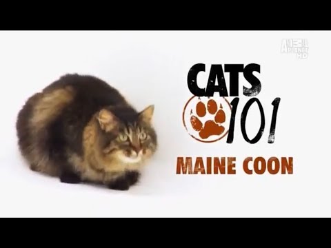 Video: 5 Fakta Menakjubkan Tentang Maine Coon
