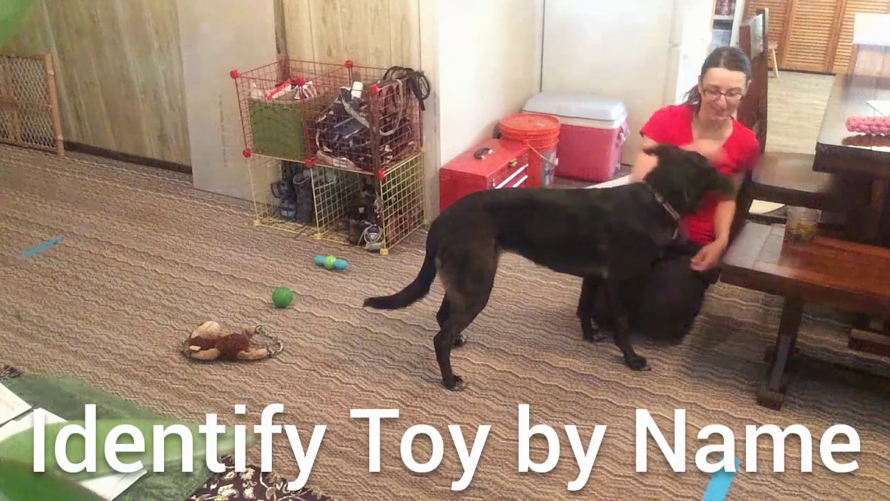 akc-trick-dog-advanced-submission-youtube