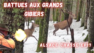 Battues aux grands gibiers dans les Vosges  Druckjagd auf Wildschwein Amasing Wild Boar Hunting