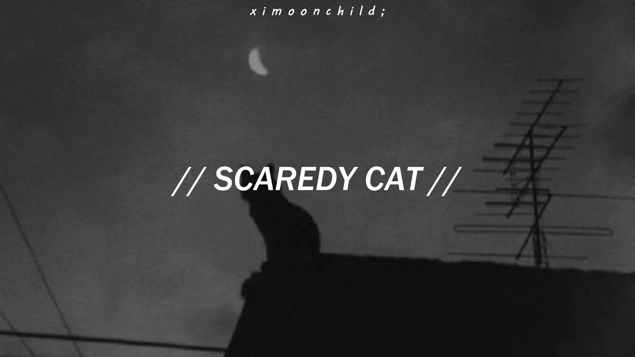 Scaredy Cat - (letra da música) - DPR IAN - Cifra Club