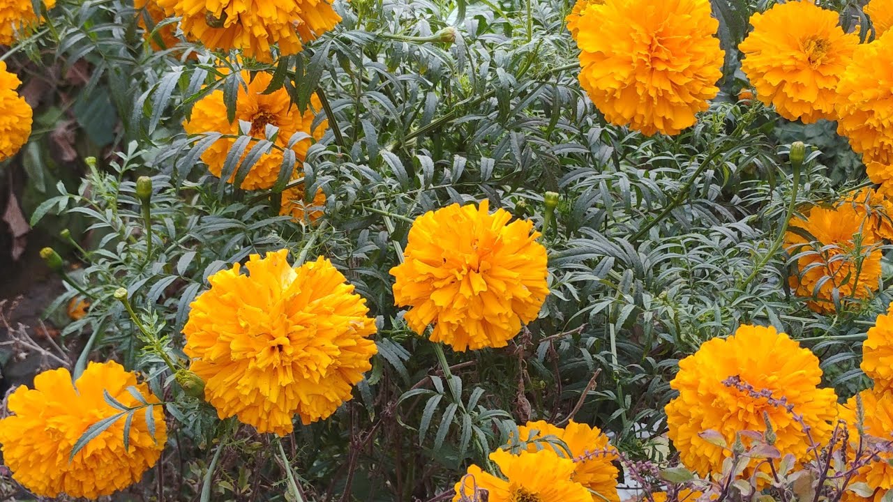 I love my village 💓