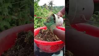 ক্যাকটাস রিপট পার্টঃ 14 #tanvirhobbies #gardening #cactus #ছাদবাগান