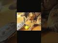 猫のお世話係