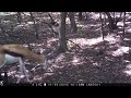 SPRINGBOK on TRAIL CAM - SOUTH AFRICA