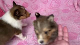 滋賀県甲賀市シェルティブリーダー子犬2024年2月14日生まれの6兄妹