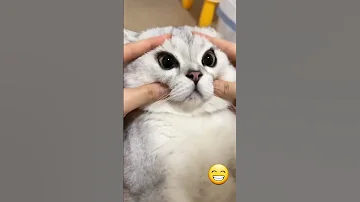 Funny Cat Videos Cute Cats Try Not To Laugh Cat Videos Compilation Shorts 