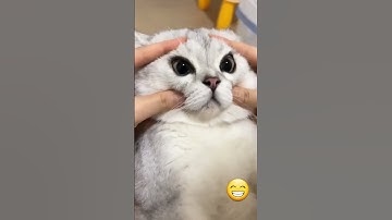Thumbnail of 🐱 Funny cat videos | cute cats | Try not to laugh | Cat videos Compilation #shorts  🐈