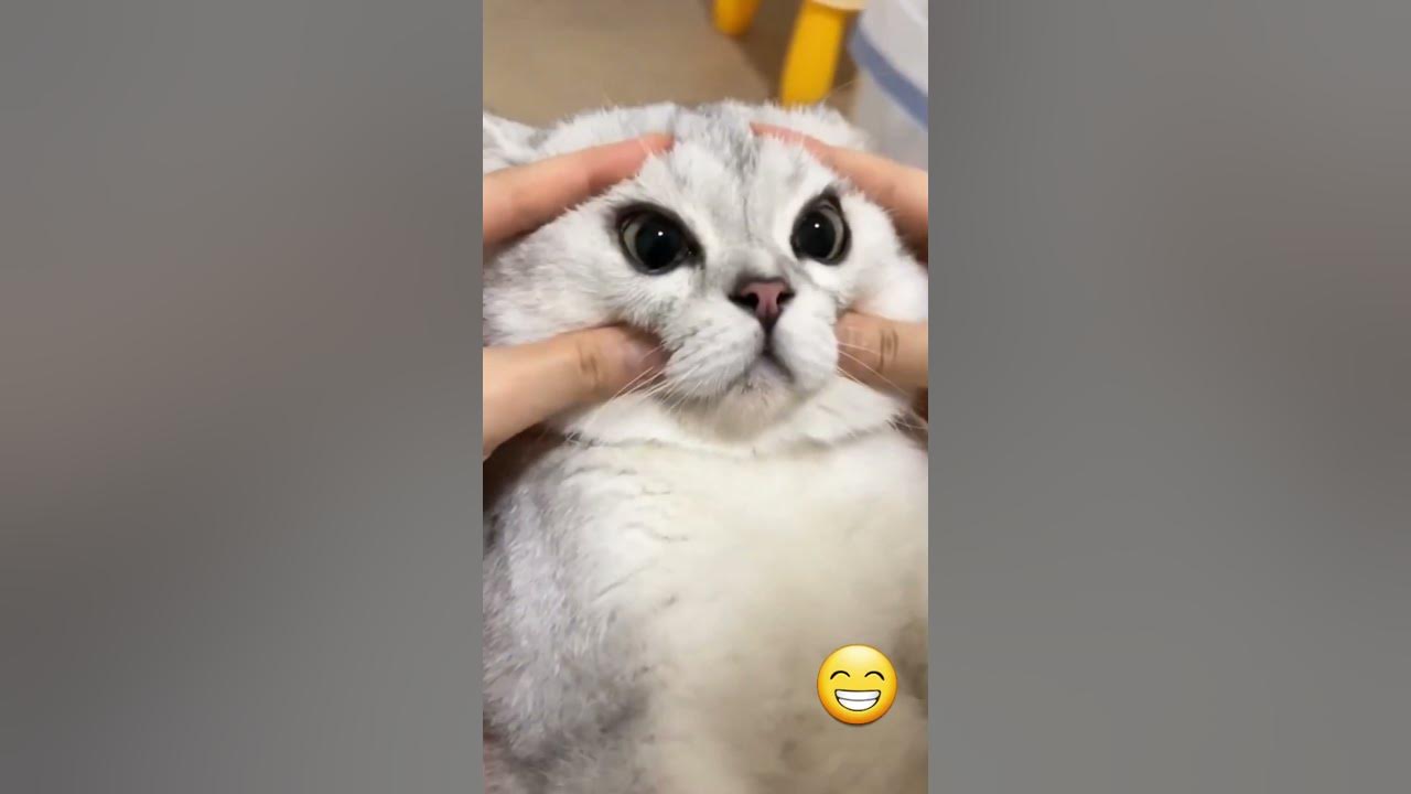 🐱 Funny cat videos | cute cats | Try not to laugh | Cat videos Compilation #shorts  🐈
