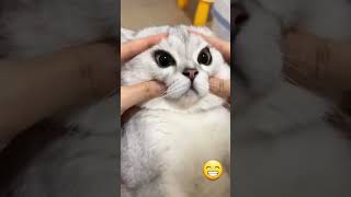 Funny cat videos | cute cats | Try not to laugh | Cat videos Compilation #shorts