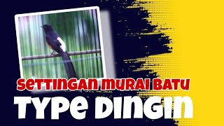 Rawatan Harian Dan Lomba Murai Batu Type Dingin Yang Pas