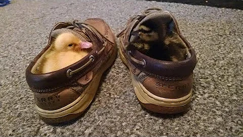 Things to Do With Ducks