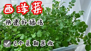 西洋菜的快速扦插法！ How to regrow watercress? 2个星期采收，超级简单！