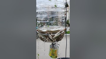 Bẫy cá linh non bằng chai nhựa #2