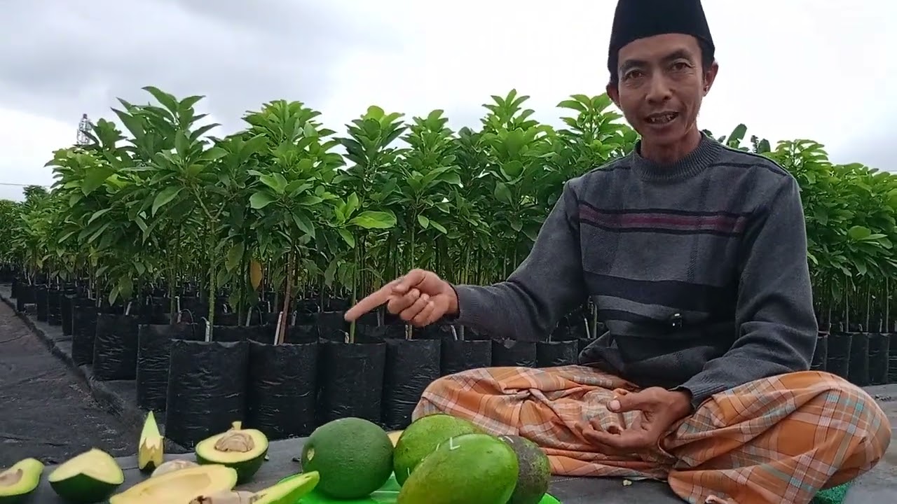 Terbaru!!Riview buah Catalina, Russell, Dupuis, Ta21 dan varian terbaru alpukat Ignasio👍🏻