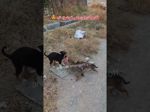 هاپو دوست سگها غذا رسانی کمک رحمان گربه حق سگها شلتنا نزهه