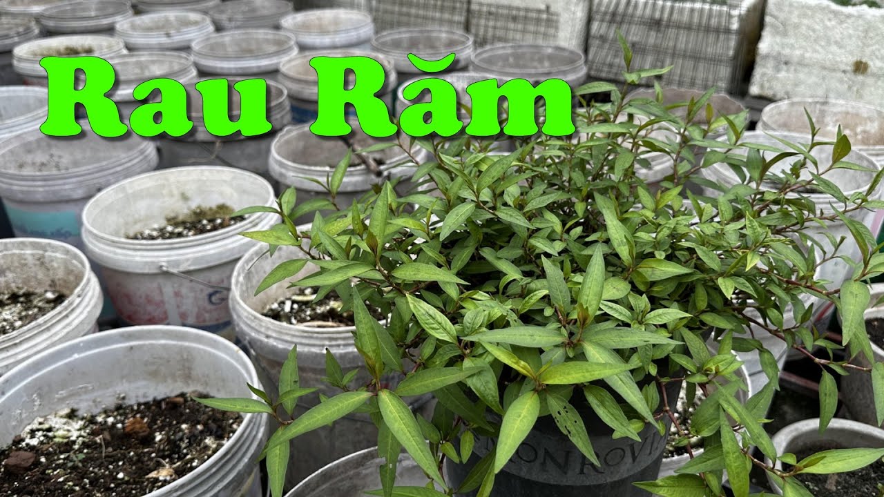 Cách Trồng Rau Răm Tốt Um Từ Cọng Già - YouTube