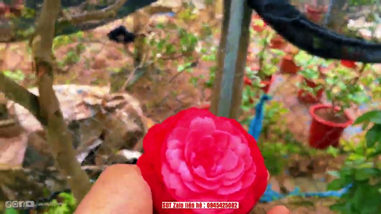 Nhà Vườn Phạm Tuyến Làm Lại Vườn Trà My Phục Vụ Quý Khách