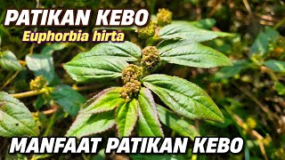 21 BENEFITS OF EUPHORBIA HIRTA or Euphorbia hirta #euphorbiahirta #euphorbia #snakeweed