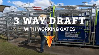 Cattle Handling Solutions - 3 Way Draft Module with Working Gates