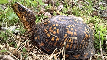 Box turtle coming out of it