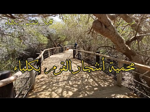 الموسم الرابع الحلقة 73 محمية أشجار القرم كلباء