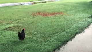 MSMA v. Dallisgrass August update (Part 9)