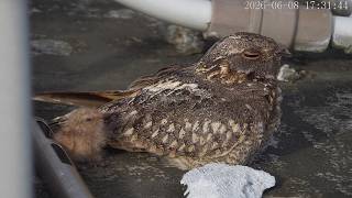   2savanna Nightjar Rooftop Nesting 
