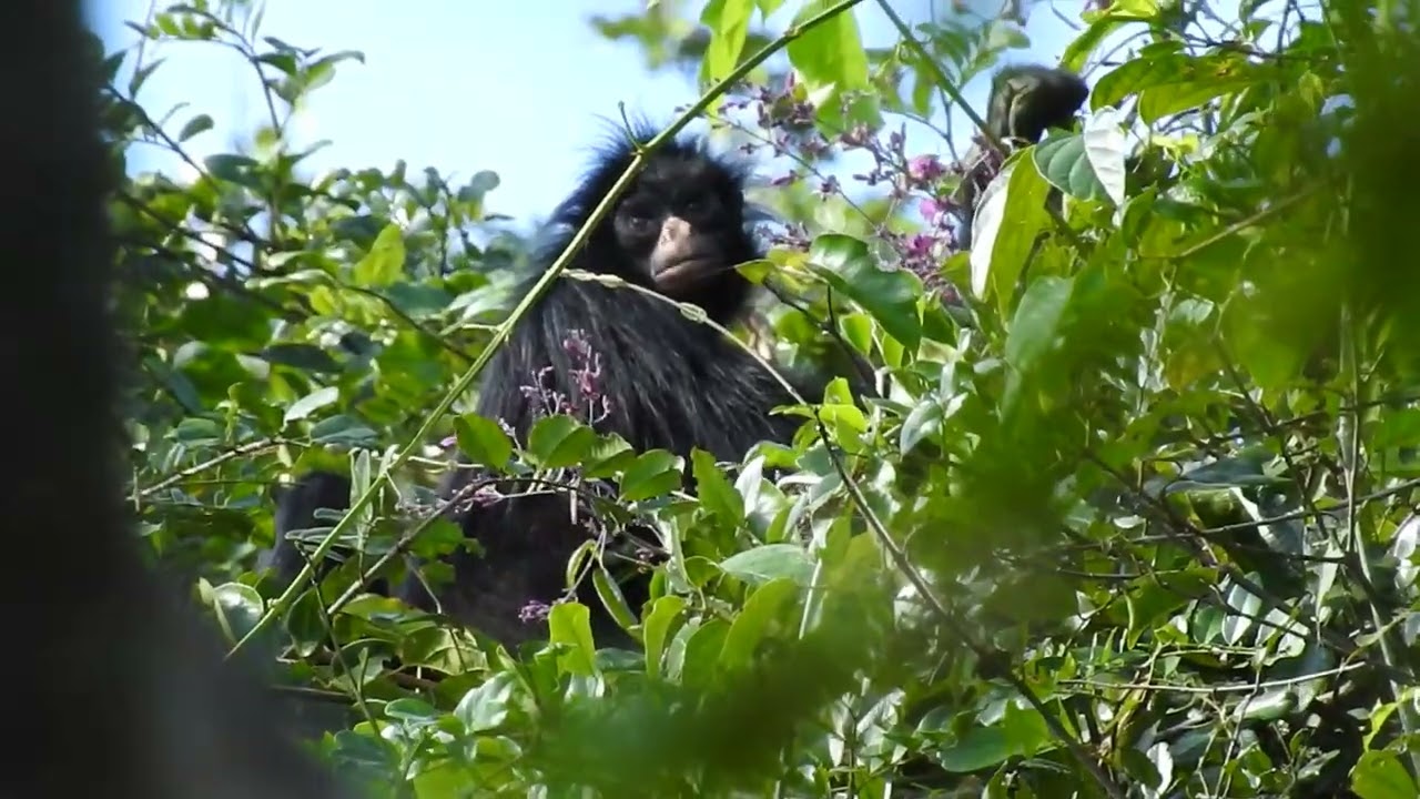 Macaco-aranha-preto-de-cara-preta da espécie ateles chamek