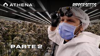 Crop Steering, VPD y Riego de Precisión | Athena Ag x Ripper Seeds | Parte 2