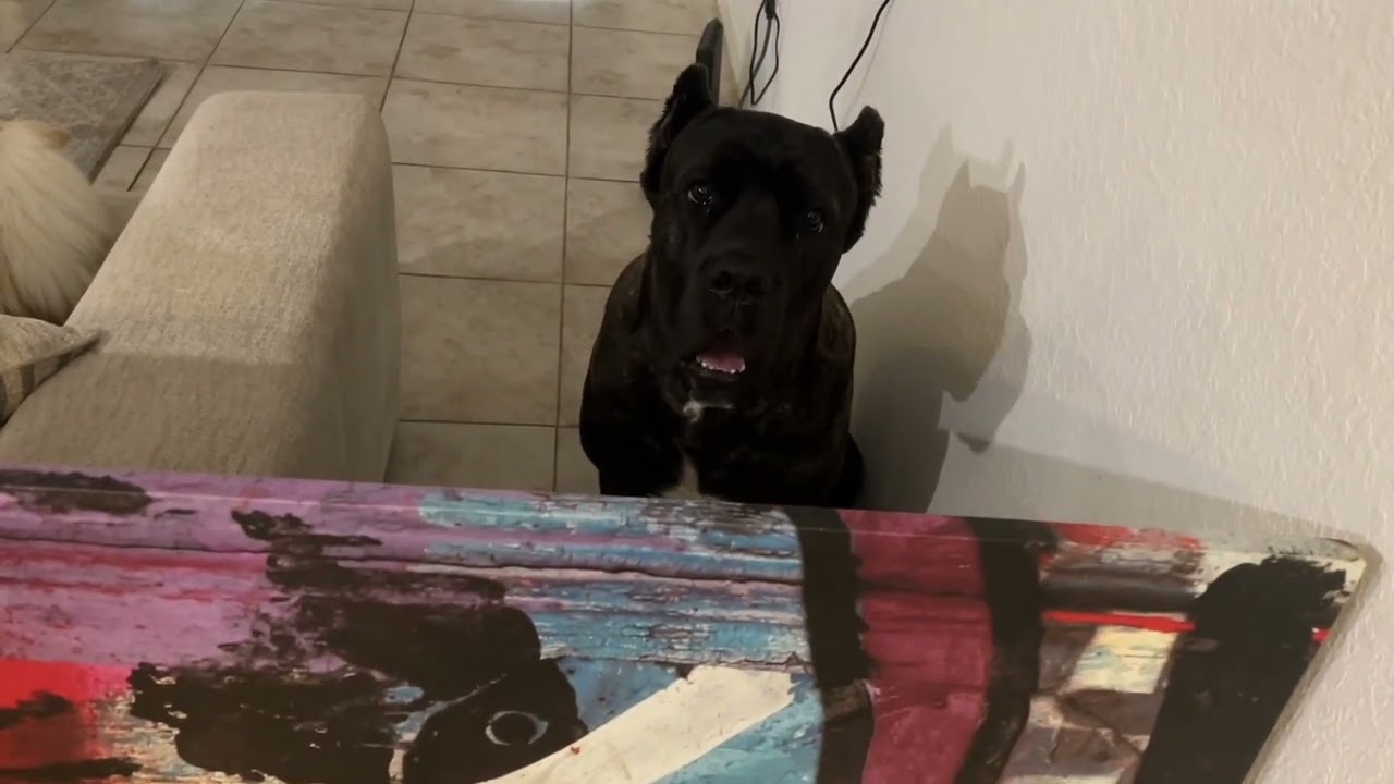 CANE CORSO HATES STRANGERS…. 🤦‍♂️