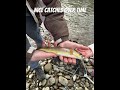 Some catches over time #fishing #carp #pikefishing