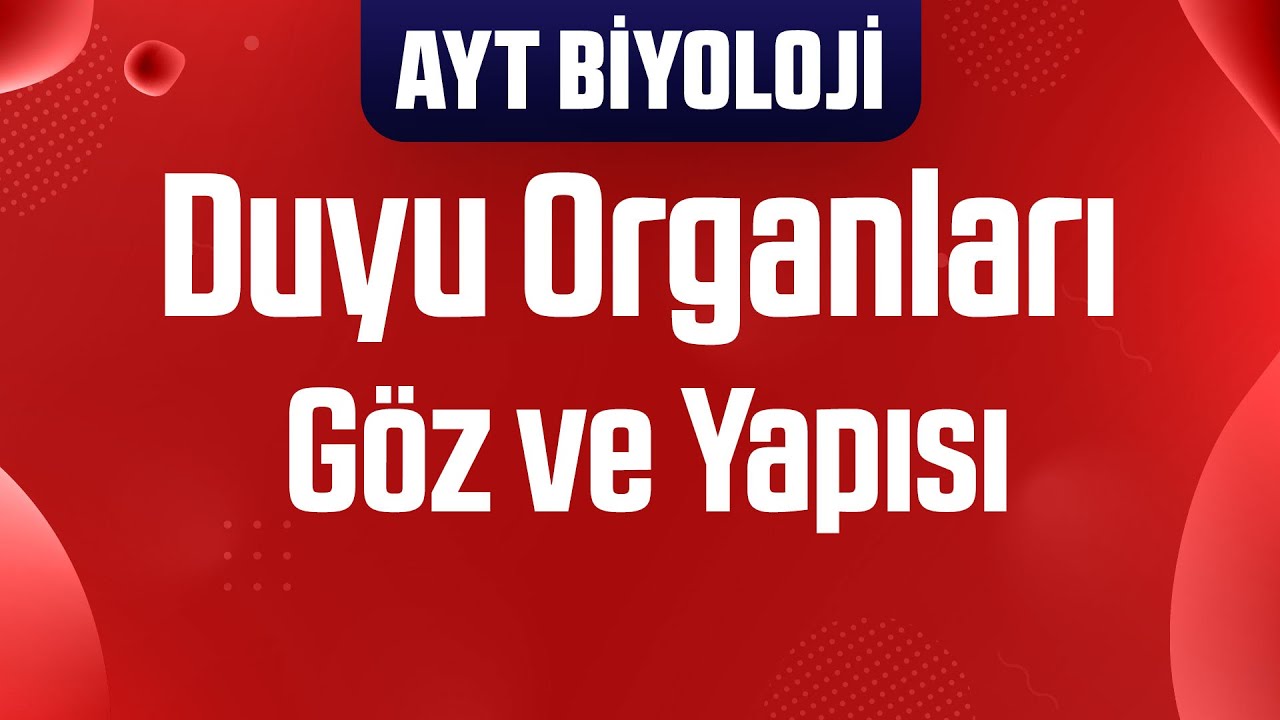 8) Duyu Organları : Göz ve Yapısı (AYT Biyoloji Kampı)