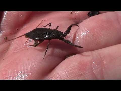 Water scorpion (Nepa cinerea). The law of the pond. GONZALO.