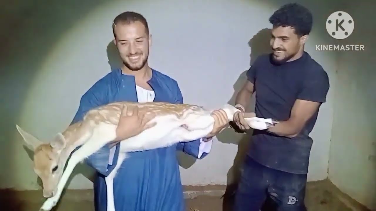 شوف الغزال وجميع اصناف المعيز في الريف الاوروبي طريق مصر اسكندريه الصحراوي