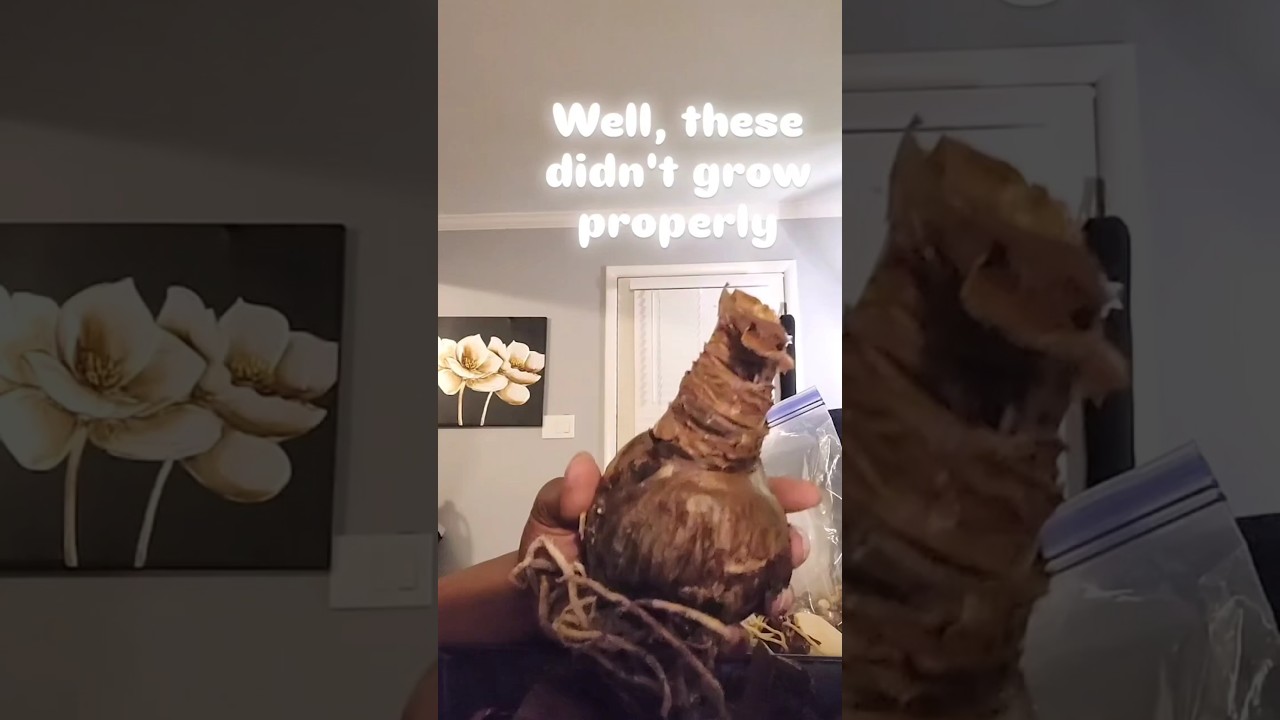 Amaryllis fail. Not sure what when wrong. 