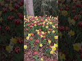 Spring is in the Air at Atlanta Botanical Gardens #shorts