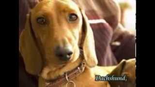 Dachshund Puppies For Sale In Pa