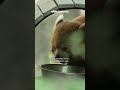 Rode panda Amber is stiekem mama geworden van een tweeling in de zoo van Planckendael